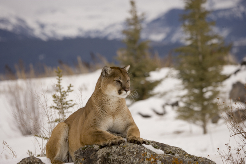 Cougar in snow with Teton Mountains in background